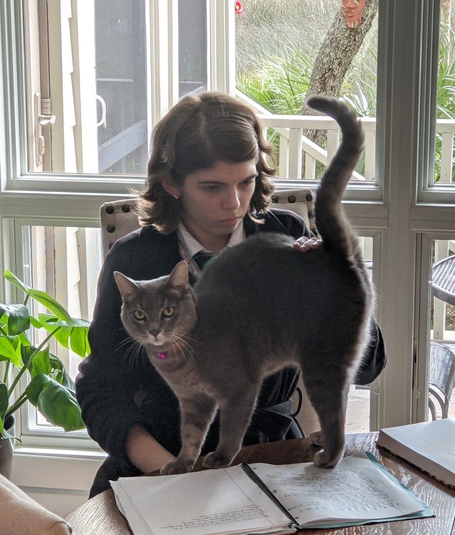 A grey cat walking across Elisabeth's notebook while she works at a sunny table.
